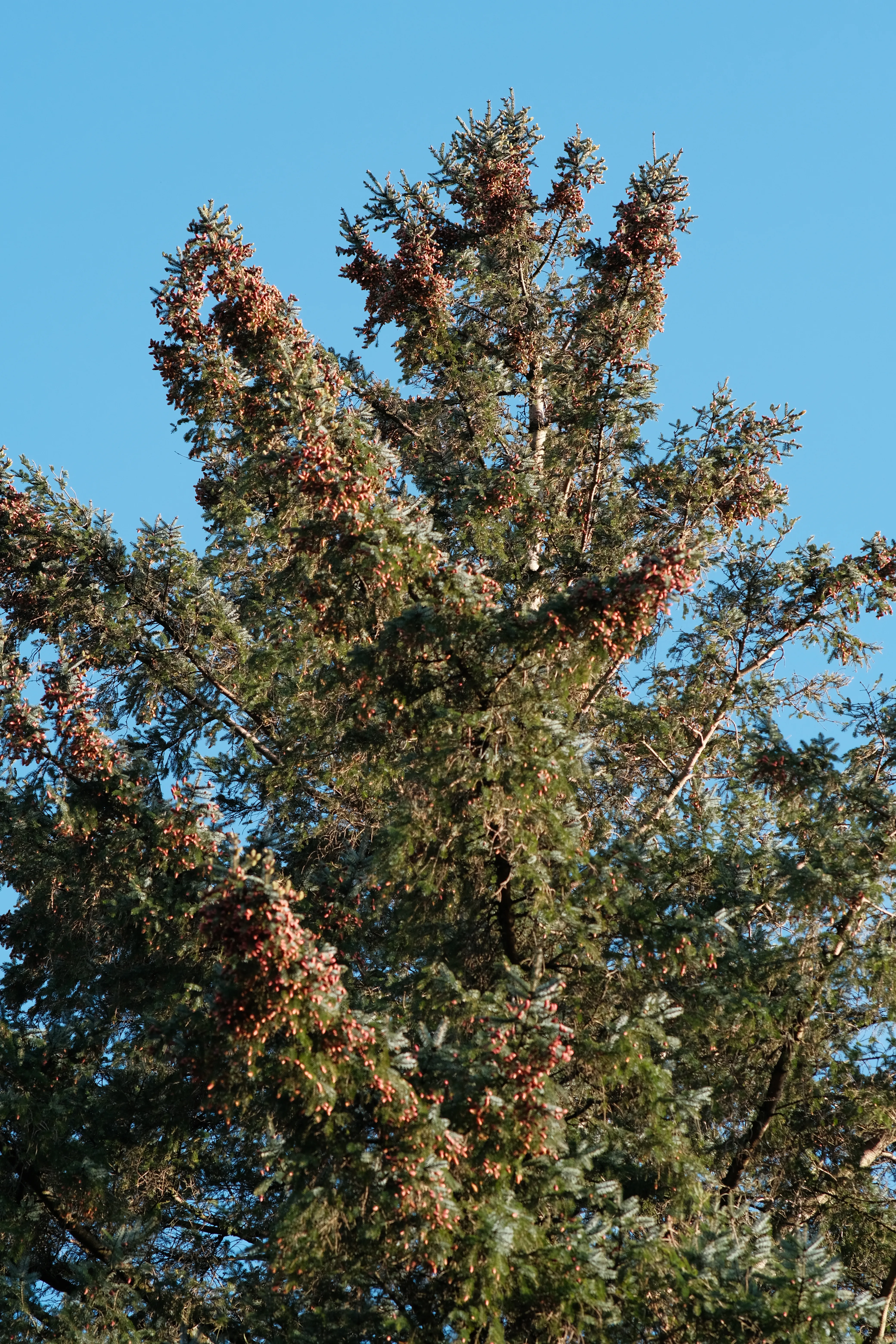 Image Here